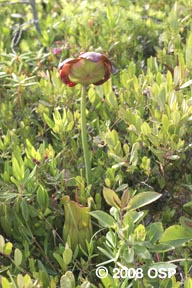 Pitcher plant © Old Sow Publishing